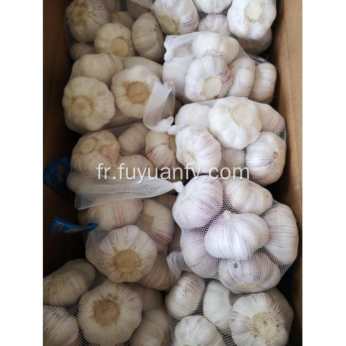 Ail blanc NORMAL 2019 jinxiang